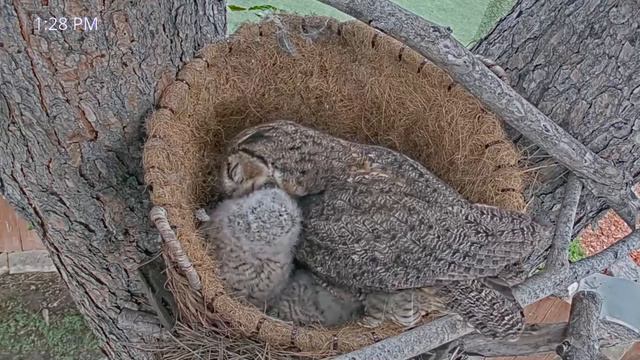 СОВЕНЯТА. СОВА ВУХАТА. ГНІЗДО. КАЛІФОРНІЯ. США 6-3-23 - OWLETS. OWL. NEST. CORONA. CALIFORNIA. USA смотреть онлайн
