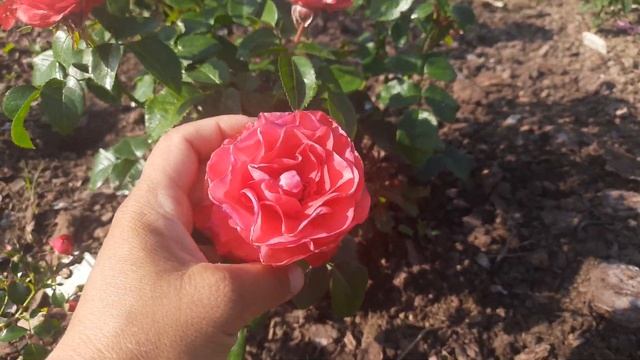 Цветение роз с трипсами!)) Северо-Западный регион. смотреть онлайн