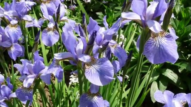 Urlaub in Nordrhein-Westfalen смотреть онлайн