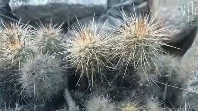 Cactus Mila Nealeana En Habitat Luis Perez - Egaña Loli y Ian Figueroa смотреть онлайн