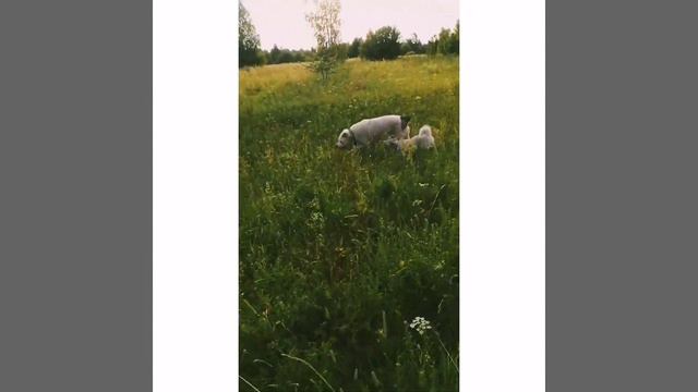 Алабай и Хаски и ещё какая то белая собачка живут с нами в деревне!! жизнь в деревне! #деревня смотреть онлайн
