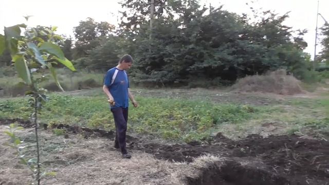 Пробую копать самодельным окучником картошку смотреть онлайн