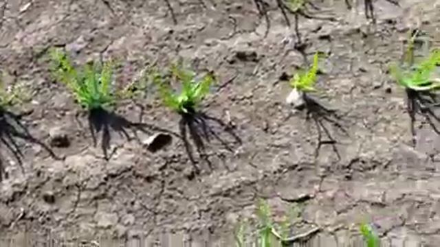 Посадка лука на зелень в яичные лотки. смотреть онлайн