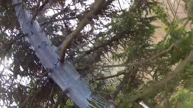 Обработка дерева от короеда смотреть онлайн