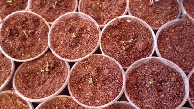 Портулак, пикировка. 20.03.22 смотреть онлайн