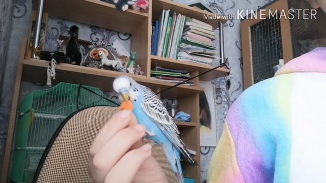 Как приручить попугая к рукам