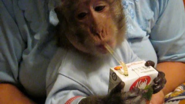 Иван с важным видом пьет сок из трубочки ( научились) смотреть онлайн