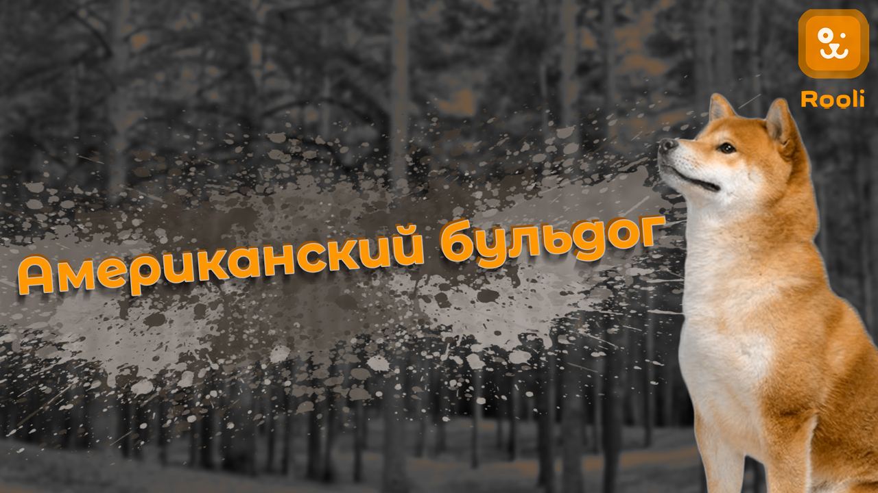 Балинезийская кошка: особенности породы и уход за ней смотреть онлайн