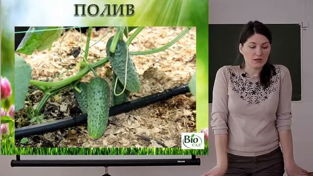 Как выращивать правильно огурцы, все об огурцах смотреть онлайн