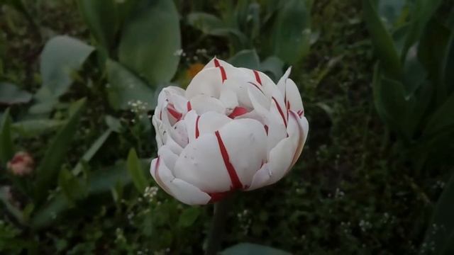 Самые редкие, необычные и самые красивые тюльпаны из личной коллекции. Сезон 2021. смотреть онлайн