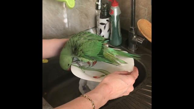 Ожереловый попугай смотреть онлайн