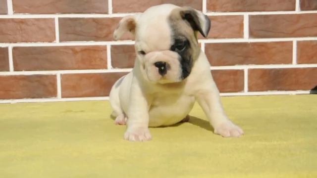 Ф помет питомник фом Вавулин Хоф смотреть онлайн