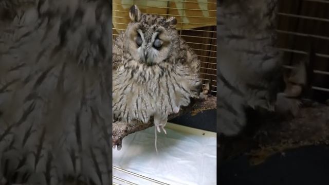 Кормление ушастой совы. смотреть онлайн