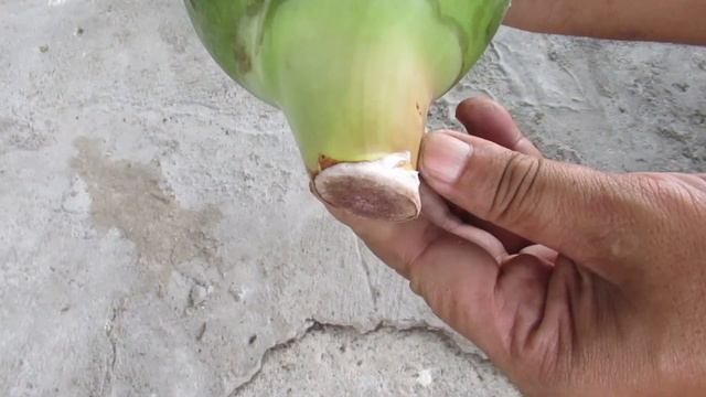 How To Save Aloe Vera With Rotting Leaves