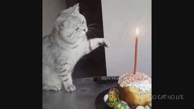 Кошки тушат огонь свечи смотреть онлайн