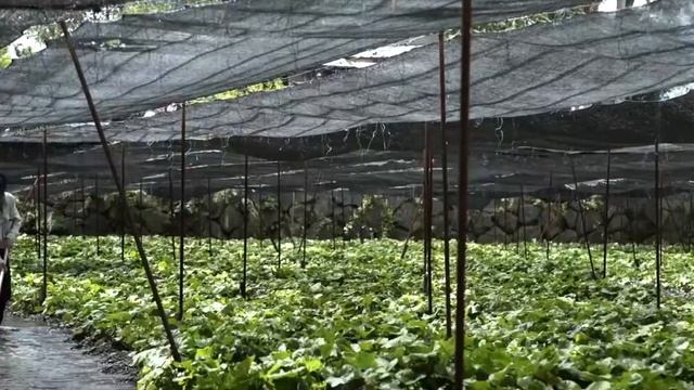 Как делают васаби | How To Make Wasabi  |  Mù Tạt