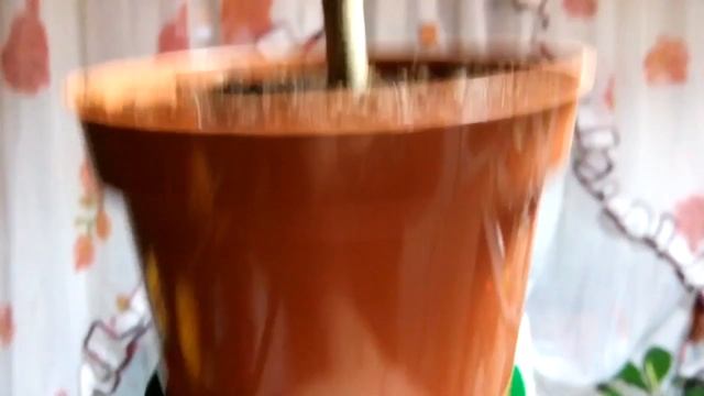 Денежное Дерево-4. Укоренение без воды и грунта – усечение, нарезка смотреть онлайн