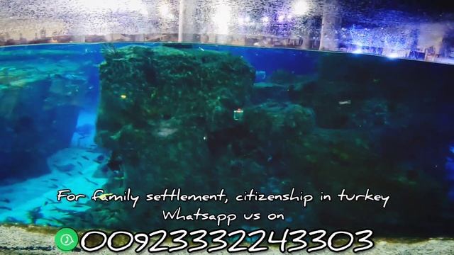 Aqua Florya aquarium Istanbul - Pakistani family with kids visit florya aquarium istanbul Turkiye смотреть онлайн