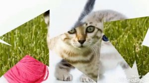 Песня я кошечка гламур мур мур мур мур