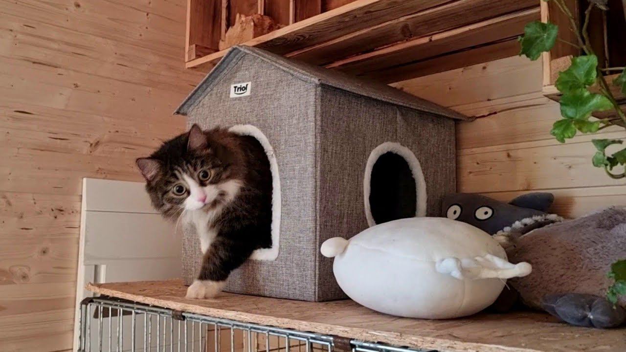 Yoll's добрый Stream из Совиного дола. Тёплый вечер со всяким