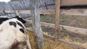 бычки холмогоры. голштинской породы от 4 месяцев 89021269981.вацап вайбер