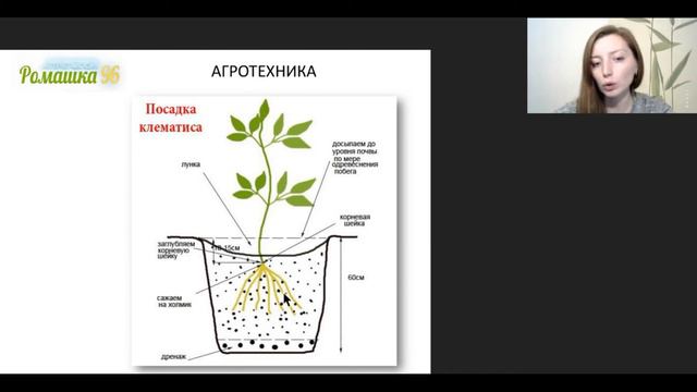 Посадка клематисов смотреть онлайн
