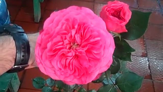 Baronesse: Point of cut stage vs 7 day vase stage смотреть онлайн
