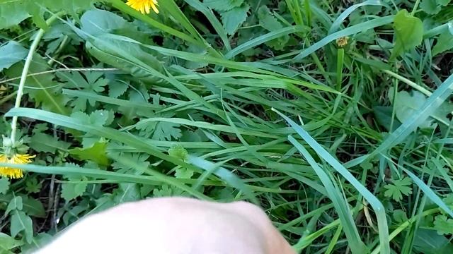 Влог. Отдыхаем после рабочего дня, друзья, шашлык, природа города смотреть онлайн