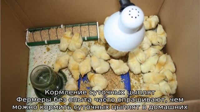 Кормление цыплят в первые дни жизни в домашних условиях смотреть онлайн