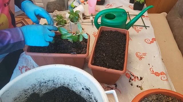 Куда деть старый грунт от цветов? смотреть онлайн