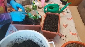 Куда деть старый грунт от цветов?