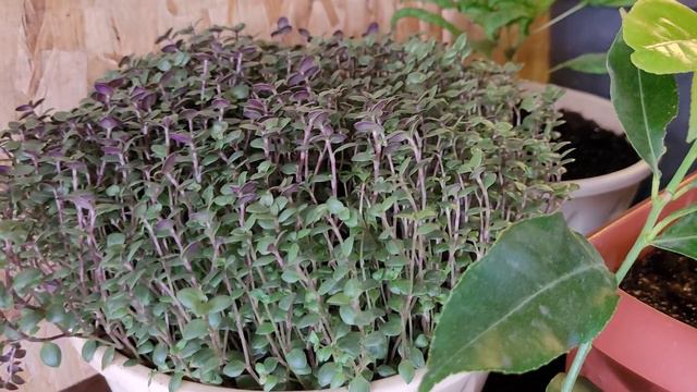 Зимний огород. Отличный результат!!! смотреть онлайн