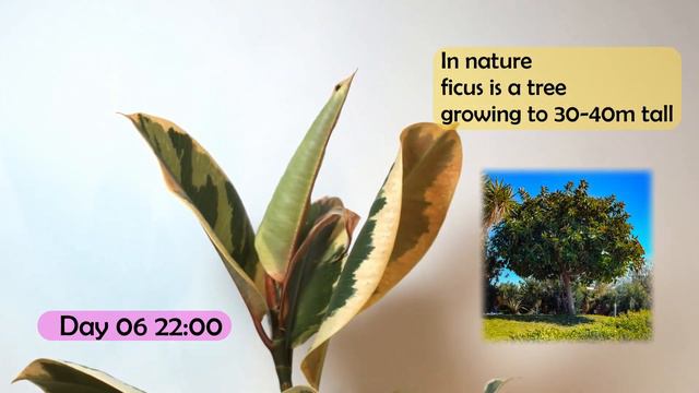 Rubber Plant leaf unfurling Timelapse 10 Days in 1 Minute смотреть онлайн