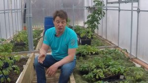 посадка помидор в теплицу сроки