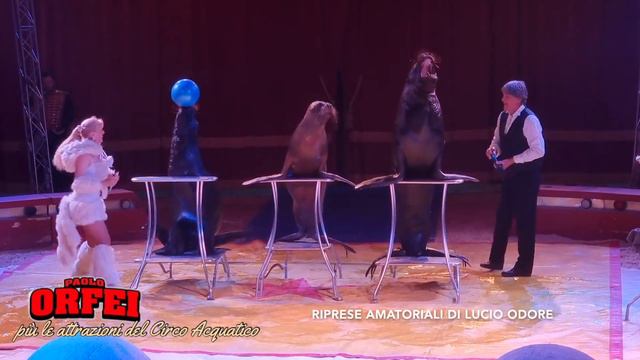 Circo Paolo Orfei più Acquatico RoyaI: Fam.Dubsky leoni marini - Le tigri di Emidio Bellucci) 2022 смотреть онлайн