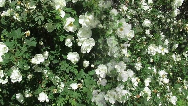 Шиповник белый или роза морщинистая Альба #шиповник#шиповникбелый смотреть онлайн