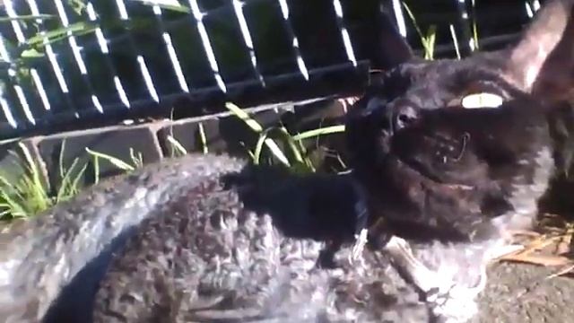 Black Devon Rex & Birds смотреть онлайн