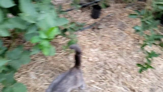 Укореняю ежевику макушками в стаканчик. смотреть онлайн
