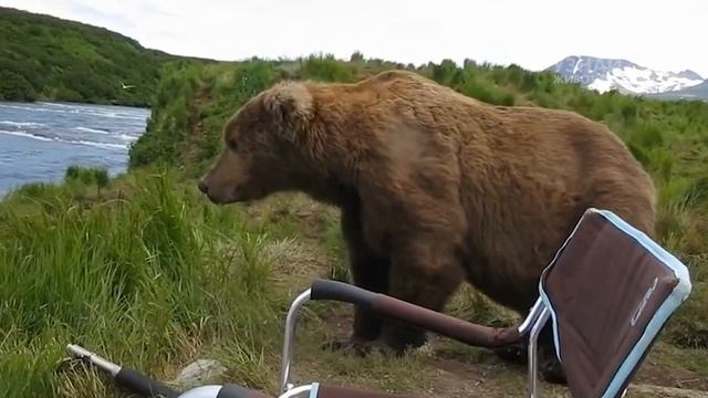 ЧЕРНЫЙ МЕДВЕДЬ – хитрый, наглый и умный зверь! смотреть онлайн