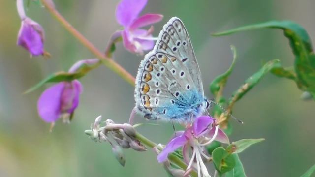 Бабочка. Голубянка Икар ( Polyommatus icarus ) смотреть онлайн