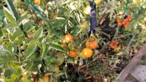 Томат Желтый мармелад