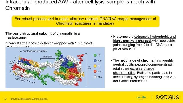 AAV manufacturing process development using fast USP and DSP biochromatography analytics смотреть онлайн