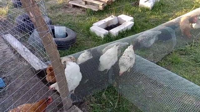 ВЫГУЛ для кур??? за 30 мин без столбов и заморочек ???