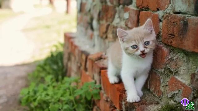 Вертихвостка мать бросила КОТЯТ, а мальчишки загнали испуганных малышей в глинистую канаву с водой смотреть онлайн