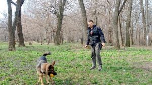 Немецкая овчарка Порода немецкая овчарка Дрессировка немецкой овчарки Как дрессировать  овчарку