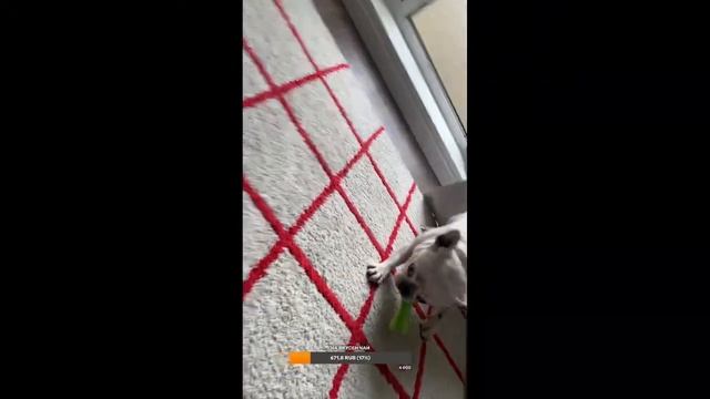 панкеки от жеки (потеря веганства) смотреть онлайн
