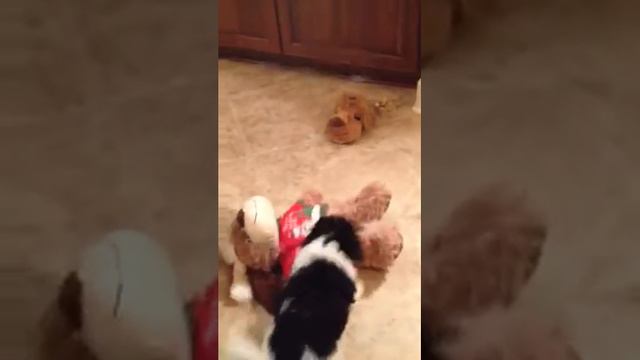 Caitlyn and the Teddy Bear смотреть онлайн