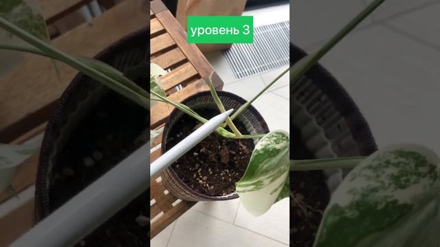 #дом #растения #декор у вас дома есть растения с белыми листьями ? смотреть онлайн