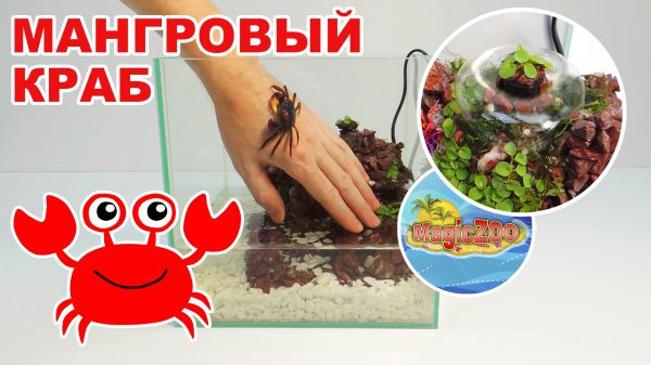 Мангровый краб. Как сделать аквариум с фонтаном.