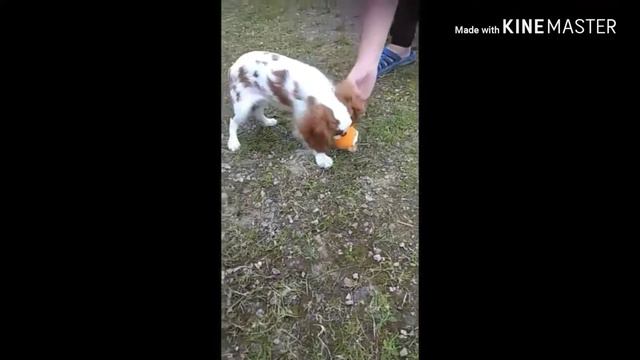 Моя собака- моя жизнь ...... Наша  история... Кавалер Кинг Чарльз спаниель